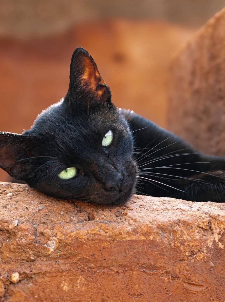 Photo animalière réalisée par Alan Brière Films